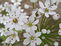 Ail cilie, Allium subhirsutum (fam Liliacees) (rg mediterraneennes) (5) (Photo F. Mrugala)